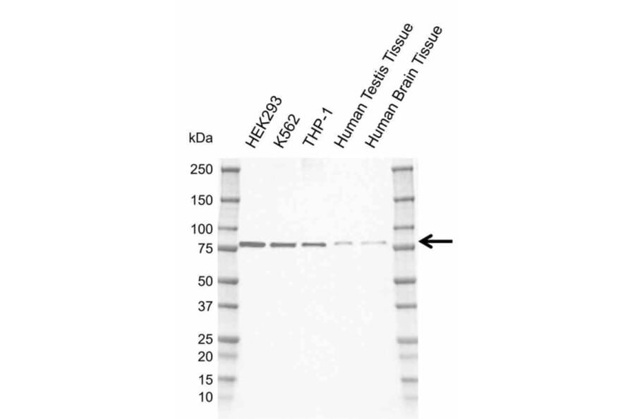Western Blot - Anti-TBKBP1 Antibody [AB01/2C8] (A320291) - Antibodies.com