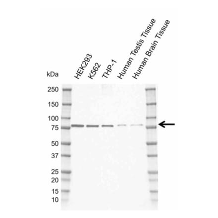 Western Blot - Anti-TBKBP1 Antibody [AB01/2C8] (A320291) - Antibodies.com