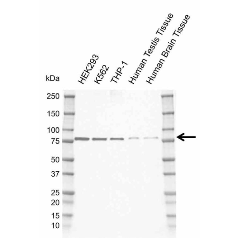 Western Blot - Anti-TBKBP1 Antibody [AB01/2C8] (A320291) - Antibodies.com