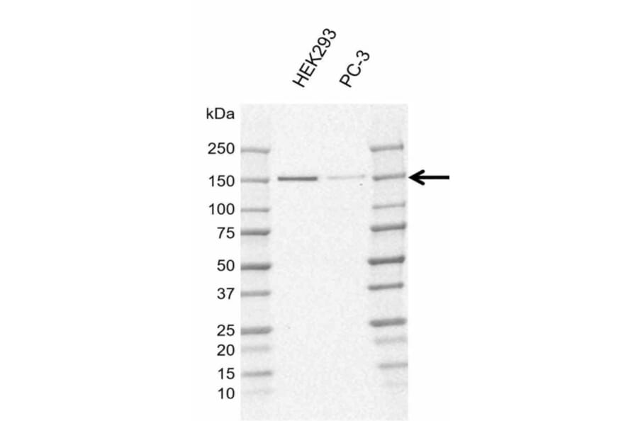 Western Blot - Anti-POLR3A Antibody [AB01/1E10] (A320292) - Antibodies.com