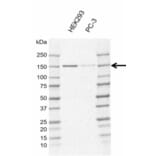 Western Blot - Anti-POLR3A Antibody [AB01/1E10] (A320292) - Antibodies.com