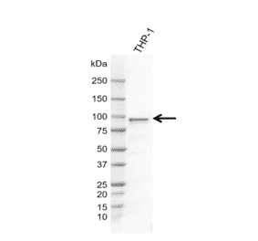Western Blot - Anti-FES Antibody [AB04-4F6] (A320293) - Antibodies.com