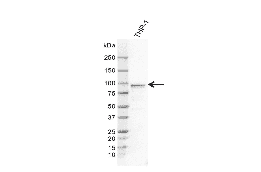 Western Blot - Anti-FES Antibody [AB04-4F6] (A320293) - Antibodies.com