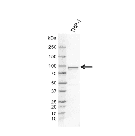 Western Blot - Anti-FES Antibody [AB04-4F6] (A320293) - Antibodies.com