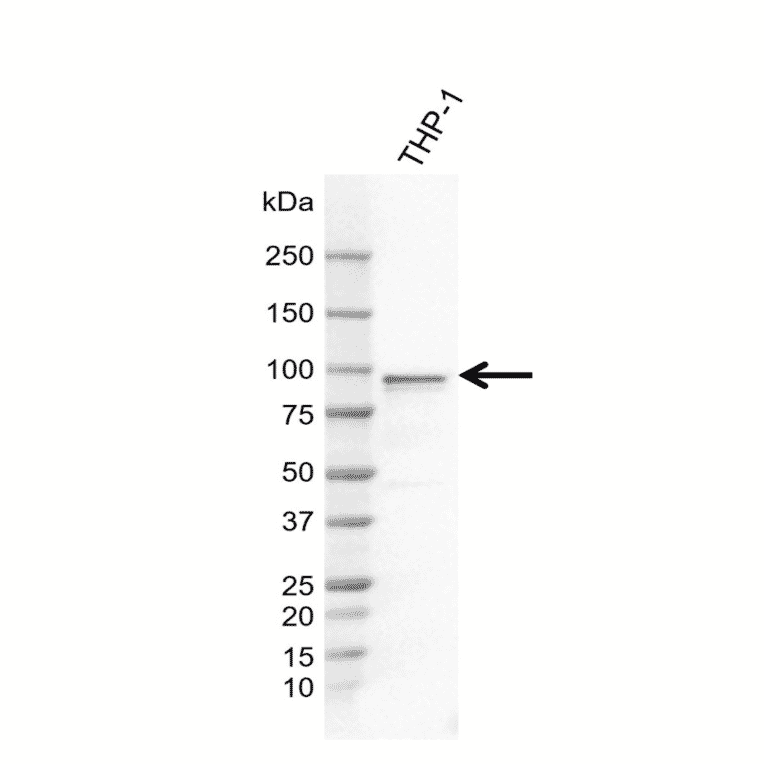 Western Blot - Anti-FES Antibody [AB04-4F6] (A320293) - Antibodies.com