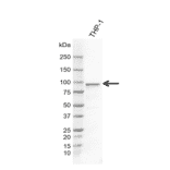 Western Blot - Anti-FES Antibody [AB04-4F6] (A320293) - Antibodies.com