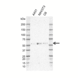 Western Blot - Anti-MIG-6 Antibody [CD02-3E1] (A320294) - Antibodies.com
