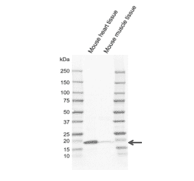 Western Blot - Anti-Caveolin-3 Antibody [CD05-4A6] (A320296) - Antibodies.com