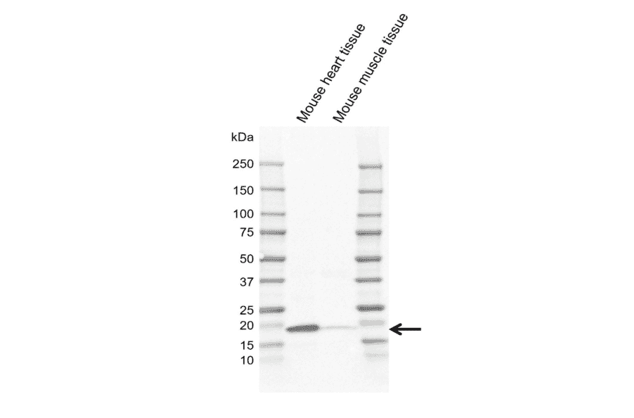 Western Blot - Anti-Caveolin-3 Antibody [CD05-4A6] (A320296) - Antibodies.com