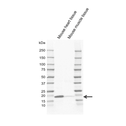 Western Blot - Anti-Caveolin-3 Antibody [CD05-4A6] (A320296) - Antibodies.com