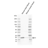 Western Blot - Anti-Caveolin-3 Antibody [CD05-4A6] (A320296) - Antibodies.com