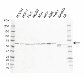 Western Blot - Anti-GRB14 Antibody [I01-10B4] (A320298) - Antibodies.com
