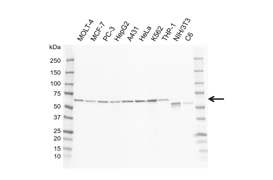 Western Blot - Anti-GRB14 Antibody [I01-10B4] (A320298) - Antibodies.com