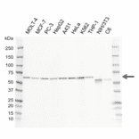 Western Blot - Anti-GRB14 Antibody [I01-10B4] (A320298) - Antibodies.com