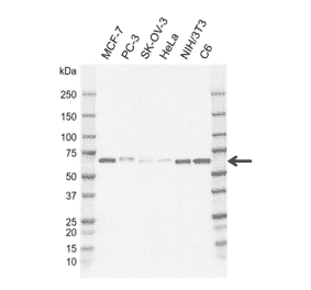 Western Blot - Anti-STAM2 Antibody [CD01-1D7] (A320300) - Antibodies.com