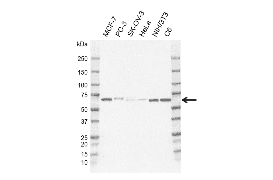 Western Blot - Anti-STAM2 Antibody [CD01-1D7] (A320300) - Antibodies.com