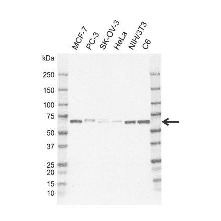 Western Blot - Anti-STAM2 Antibody [CD01-1D7] (A320300) - Antibodies.com