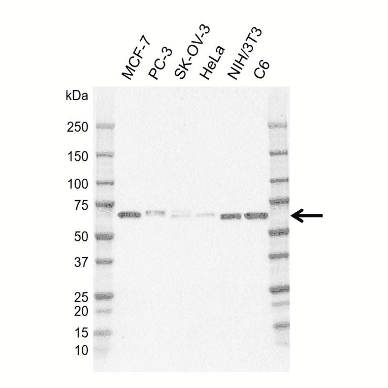 Western Blot - Anti-STAM2 Antibody [CD01-1D7] (A320300) - Antibodies.com