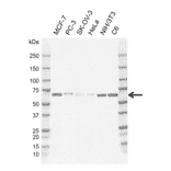Western Blot - Anti-STAM2 Antibody [CD01-1D7] (A320300) - Antibodies.com