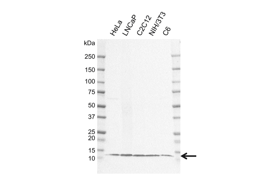 Western Blot - Anti-LAMTOR4 Antibody [EF01-1D8] (A320301) - Antibodies.com