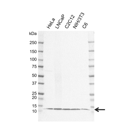 Western Blot - Anti-LAMTOR4 Antibody [EF01-1D8] (A320301) - Antibodies.com