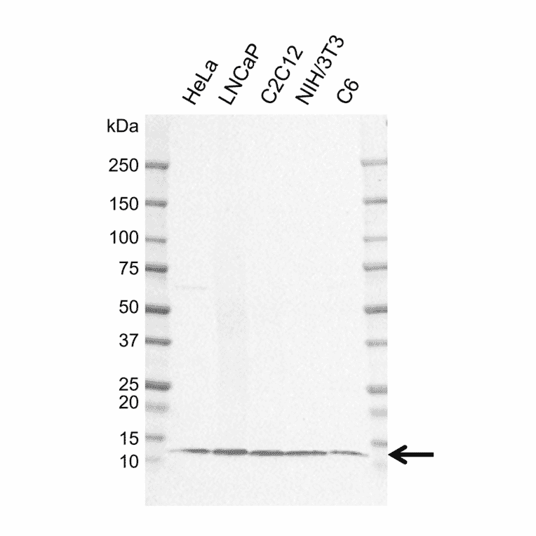 Western Blot - Anti-LAMTOR4 Antibody [EF01-1D8] (A320301) - Antibodies.com