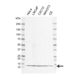 Western Blot - Anti-LAMTOR4 Antibody [EF01-1D8] (A320301) - Antibodies.com