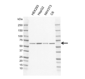 Western Blot - Anti-Frizzled 5 Antibody [CD02-3B3] (A320302) - Antibodies.com