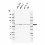 Western Blot - Anti-Frizzled 5 Antibody [CD02-3B3] (A320302) - Antibodies.com