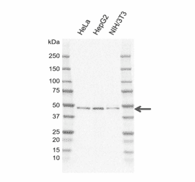 Western Blot - Anti-PRR5L Antibody [EF01-3H1] (A320303) - Antibodies.com