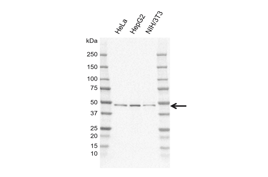 Western Blot - Anti-PRR5L Antibody [EF01-3H1] (A320303) - Antibodies.com