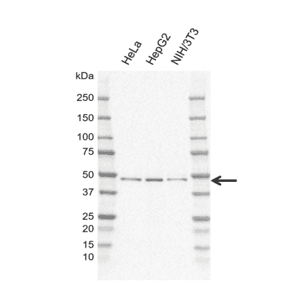 Western Blot - Anti-PRR5L Antibody [EF01-3H1] (A320303) - Antibodies.com