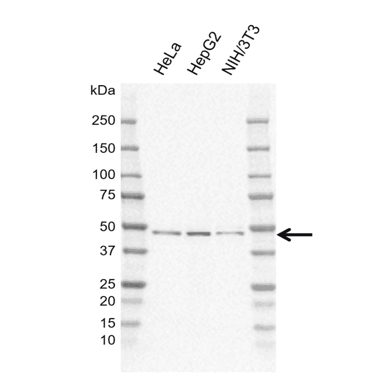 Western Blot - Anti-PRR5L Antibody [EF01-3H1] (A320303) - Antibodies.com
