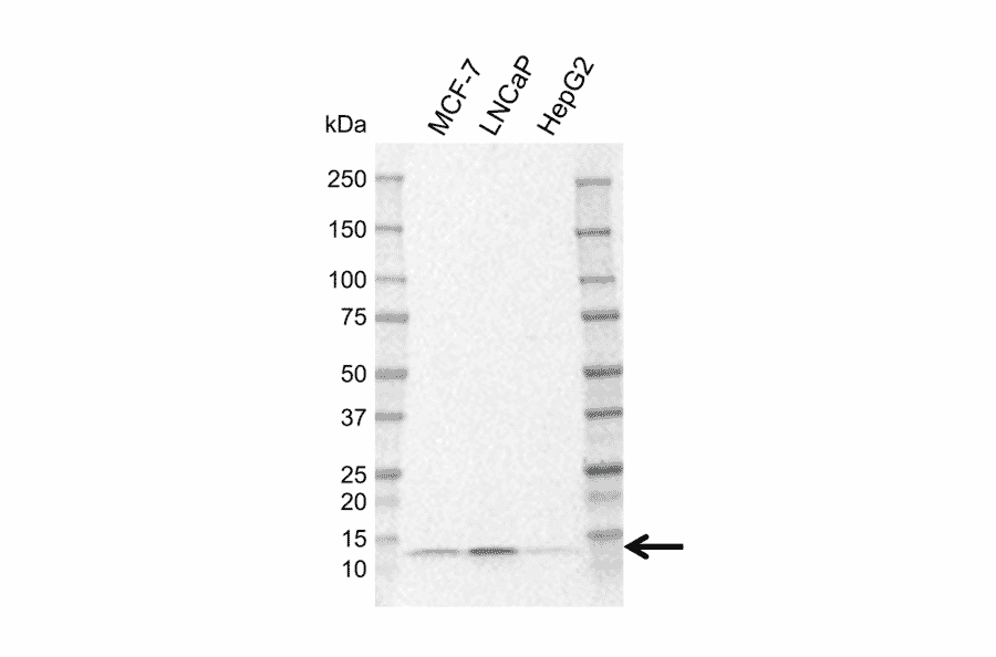 Western Blot - Anti-LAMTOR2 Antibody [N03-6B7-3] (A320304) - Antibodies.com
