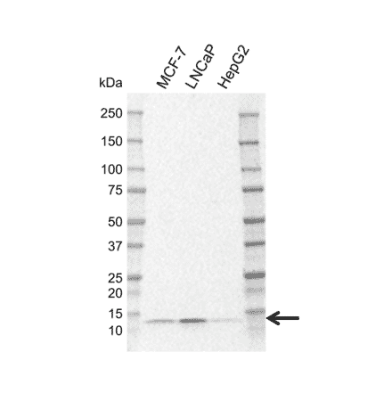 Western Blot - Anti-LAMTOR2 Antibody [N03-6B7-3] (A320304) - Antibodies.com