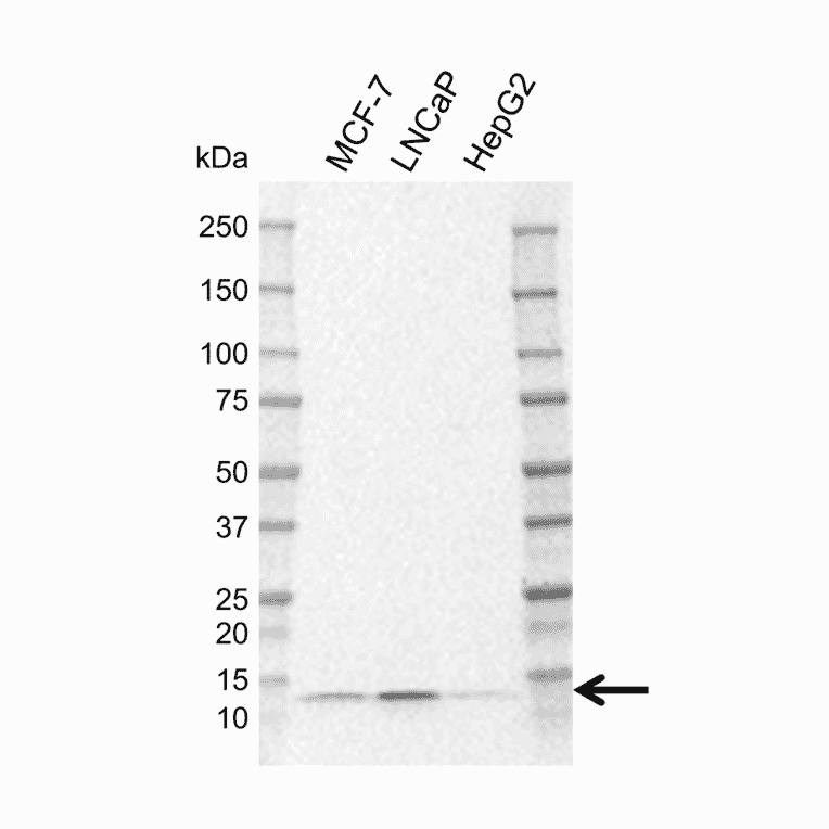 Western Blot - Anti-LAMTOR2 Antibody [N03-6B7-3] (A320304) - Antibodies.com