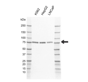Western Blot - Anti-CAMKK2 Antibody [AB01/3H6] (A320308) - Antibodies.com