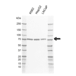Western Blot - Anti-CAMKK2 Antibody [AB01/3H6] (A320308) - Antibodies.com