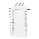 Western Blot - Anti-Nuclear Receptor Corepressor NCoR Antibody [J02/11D2-8] (A320310) - Antibodies.com