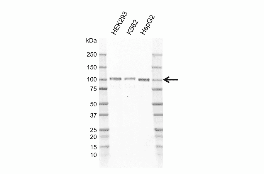 Western Blot - Anti-GAB1 Antibody [F01/9A4-2] (A320314) - Antibodies.com