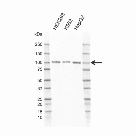 Western Blot - Anti-GAB1 Antibody [F01/9A4-2] (A320314) - Antibodies.com