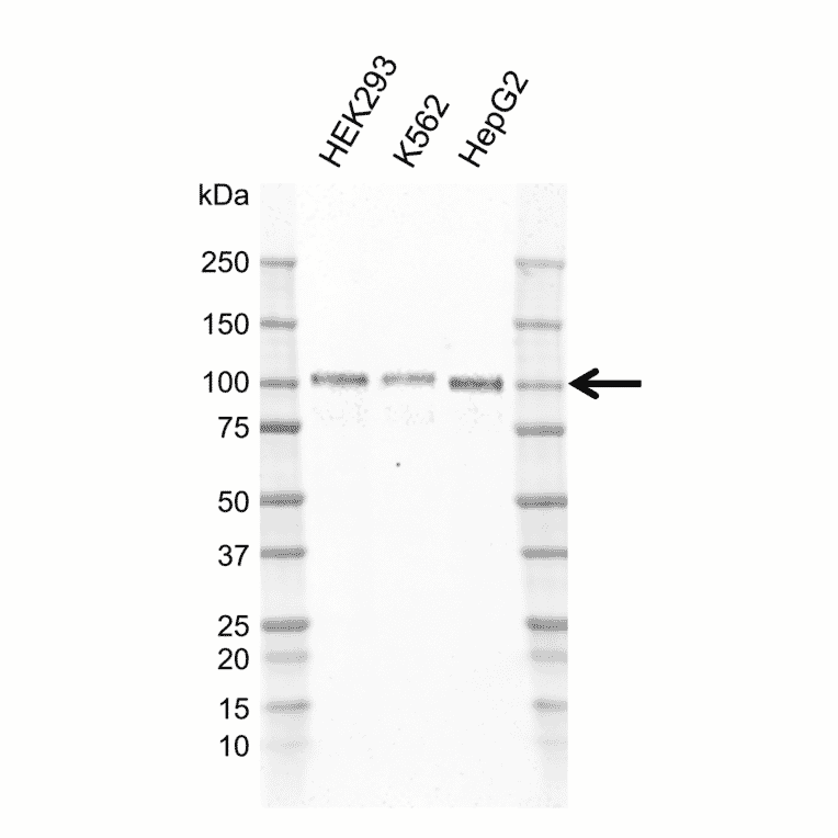 Western Blot - Anti-GAB1 Antibody [F01/9A4-2] (A320314) - Antibodies.com