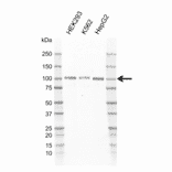 Western Blot - Anti-GAB1 Antibody [F01/9A4-2] (A320314) - Antibodies.com