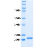 SDS-PAGE - Recombinant Human MMP3 Protein (A320485) - Antibodies.com