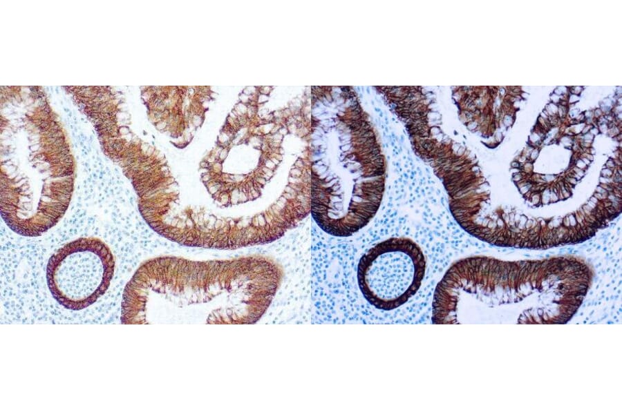 Immunohistochemistry - 30 Minute IHC DAB Detection System (A320597) - Antibodies.com
