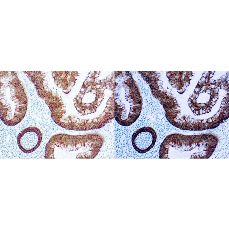 Immunohistochemistry - 30 Minute IHC DAB Detection System (A320597) - Antibodies.com