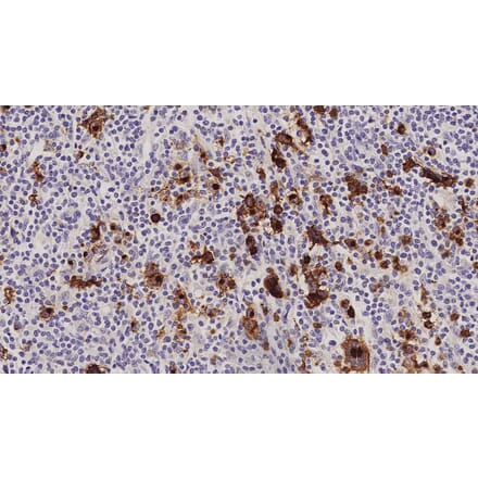 Immunohistochemistry - Anti-CD15 Antibody [MMA] (A320606) - Antibodies.com