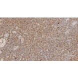 Immunohistochemistry - Anti-Lambda Light Chain Antibody [SHL53] (A320613) - Antibodies.com