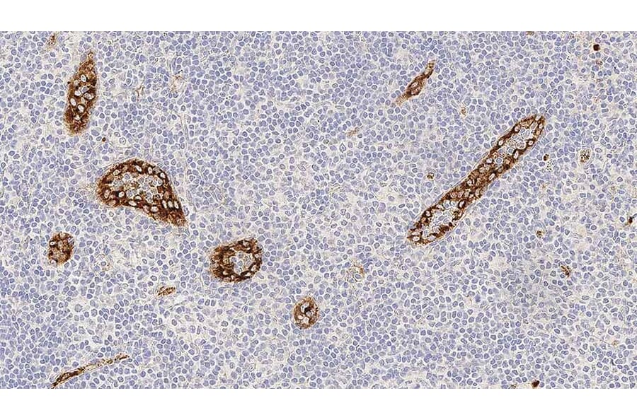 Immunohistochemistry - Anti-Von Willebrand Factor Antibody [36B11] (A320616) - Antibodies.com