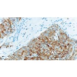 Immunohistochemistry - Anti-Synaptophysin Antibody [27G12] (A320617) - Antibodies.com